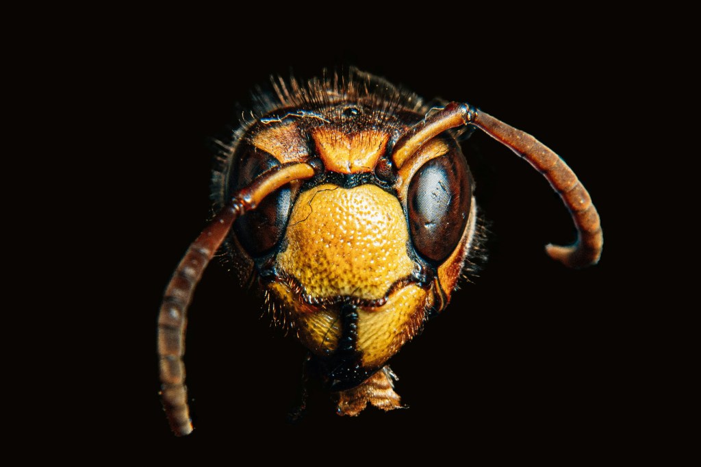 hornet, closeup